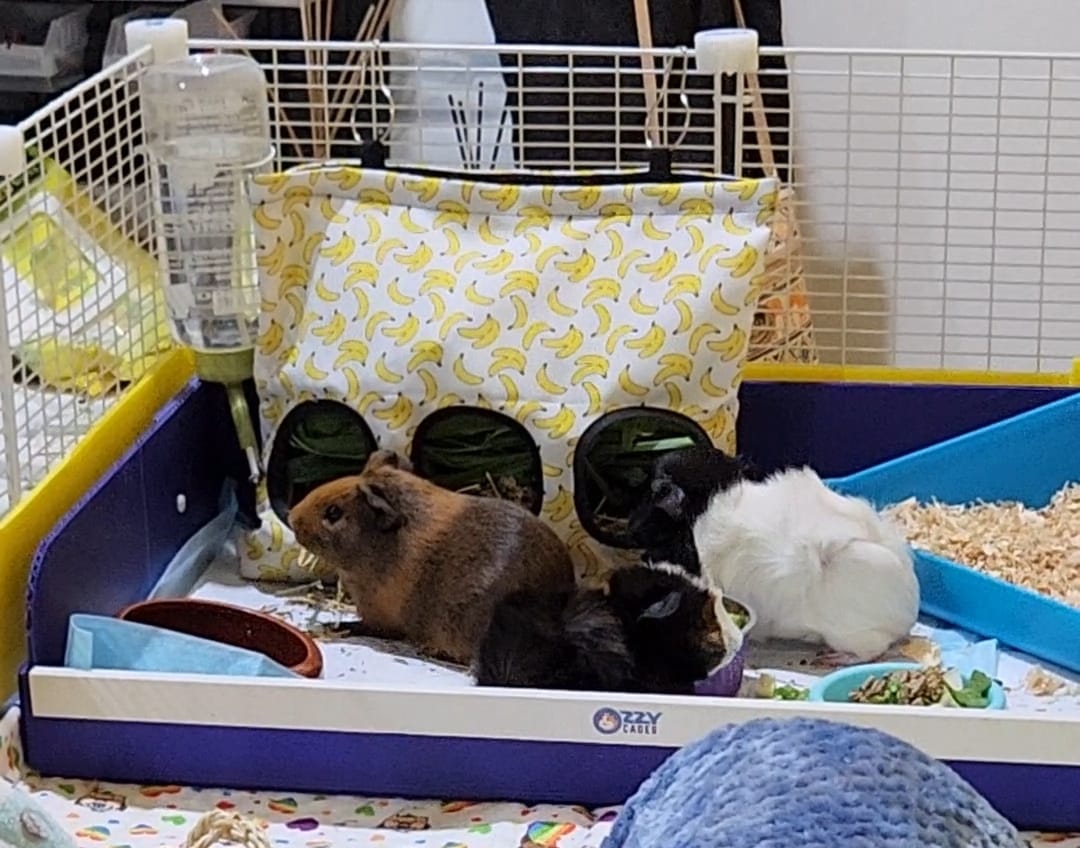 Customer photo review of Ozzy C&C Cage Kitchenette