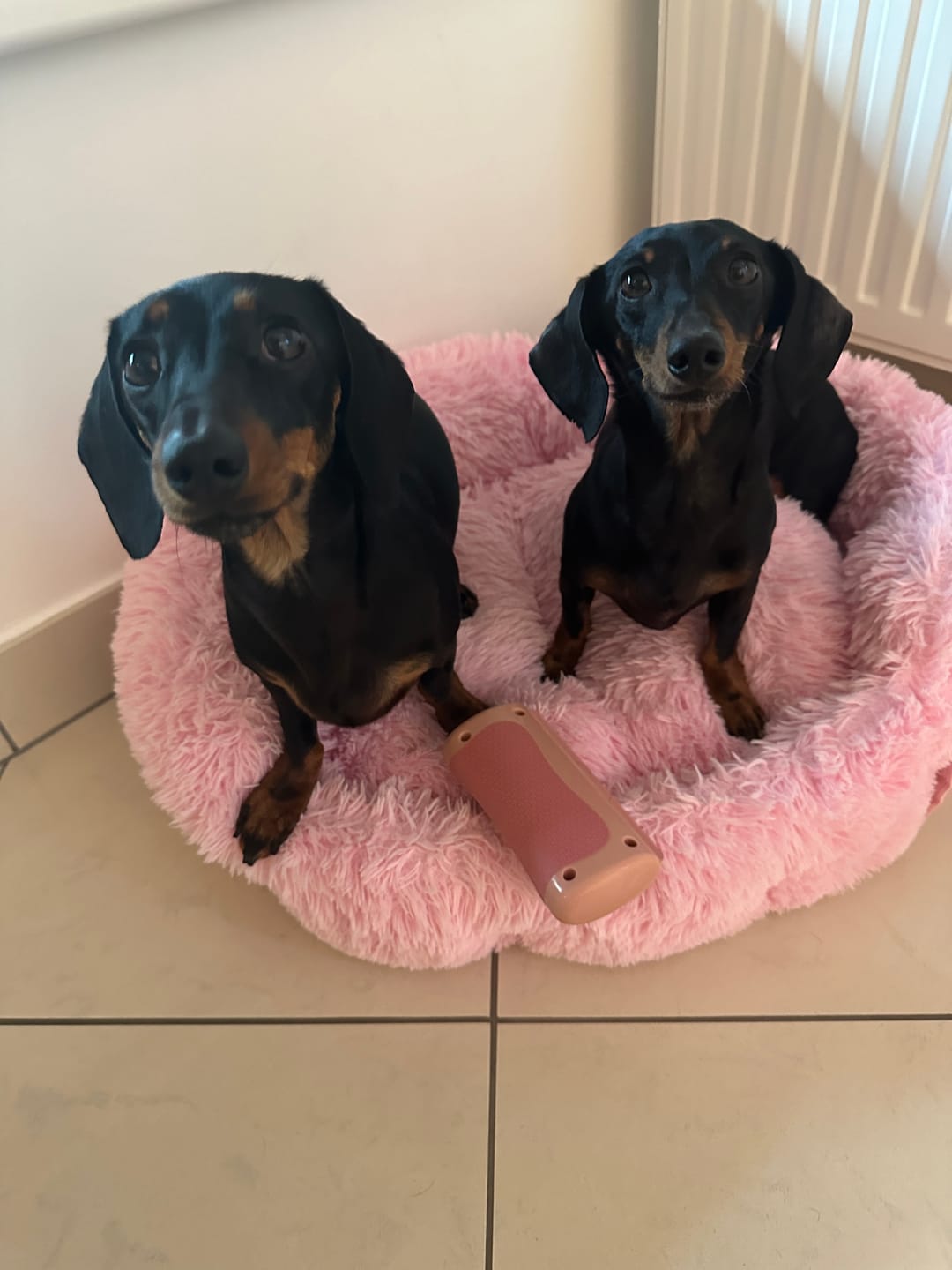 Customer photo review of BullyBillows Complete Animal Deshedding Kit - Pink