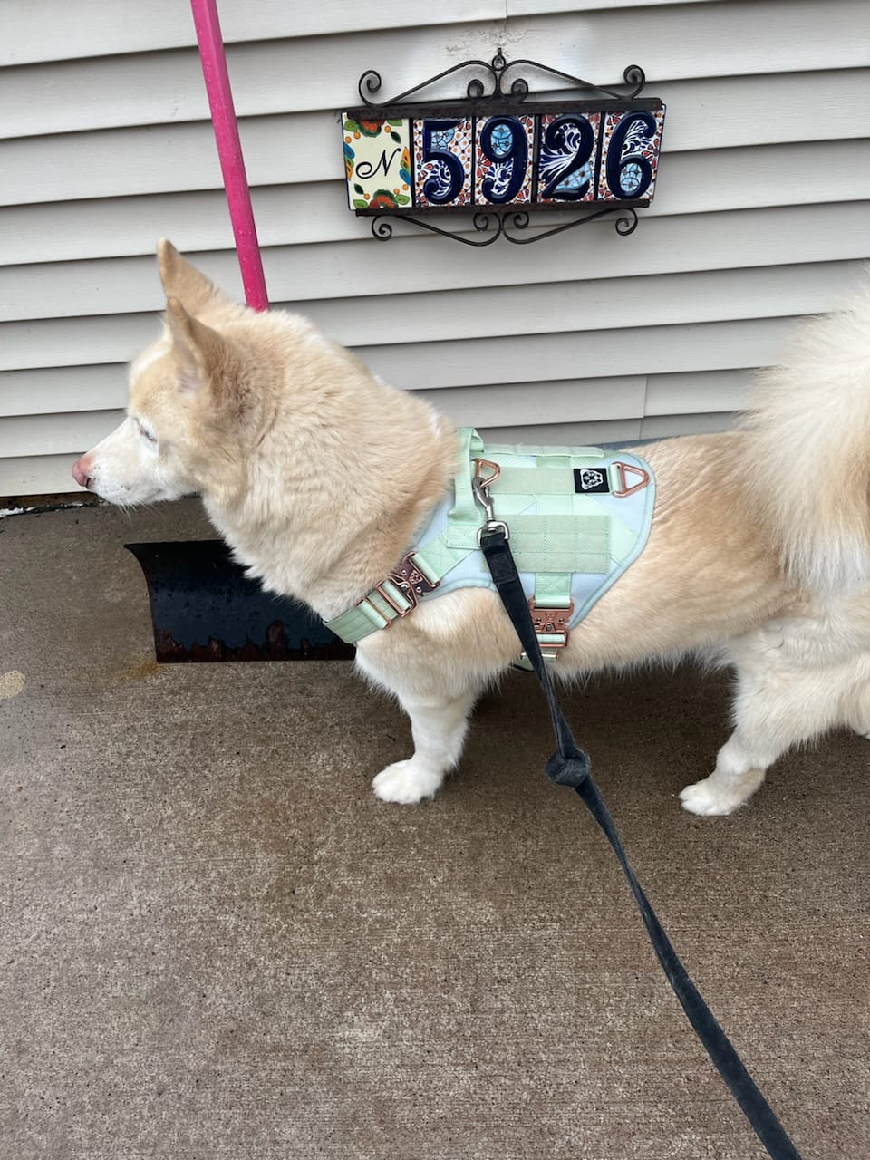Customer photo review of HNTR 3.0 Dog Harness - Honeydew