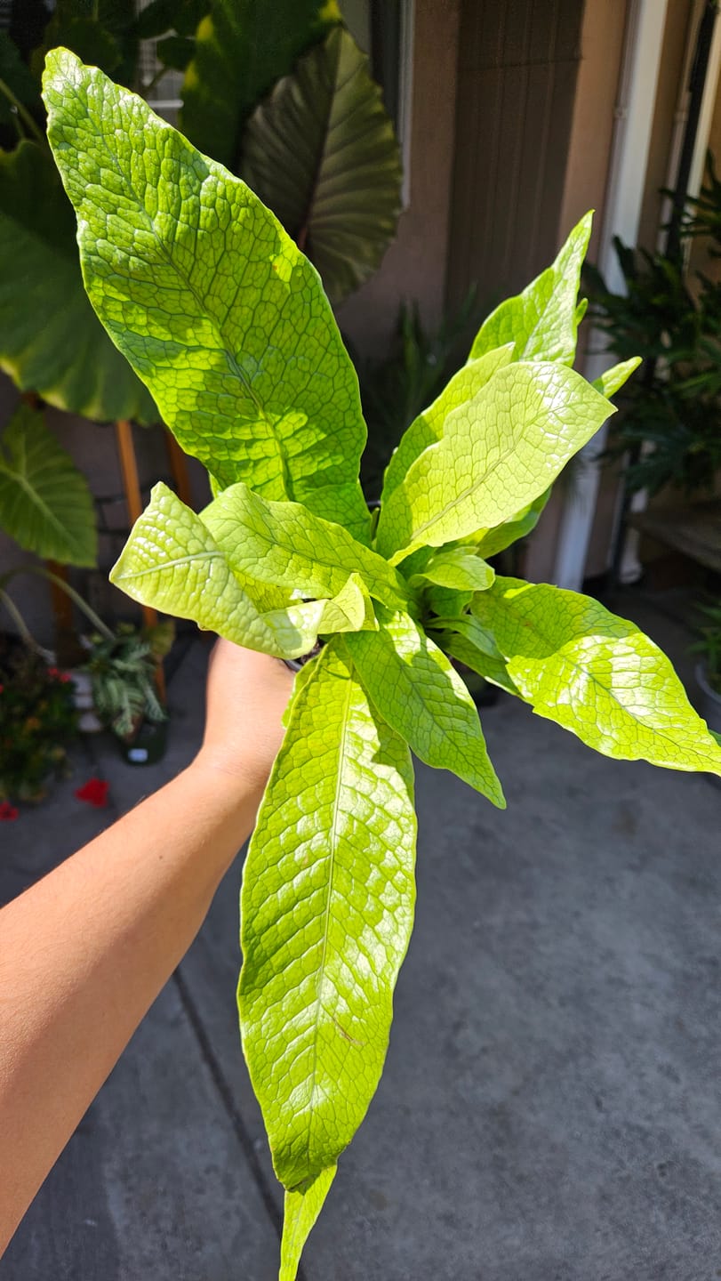 Customer photo review of Fern Microsorum musifolium 'Crocodyllus' "Crocodile"