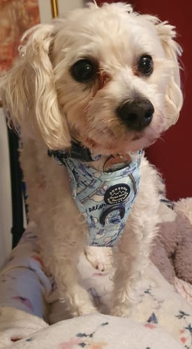 Customer photo review of Tough Trails™ Harness - Eeyore