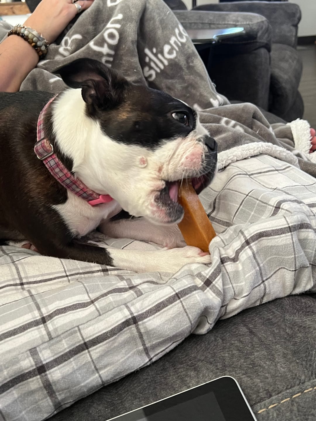 Customer photo review of Himalayan Yak Cheese Chew Dog Treat