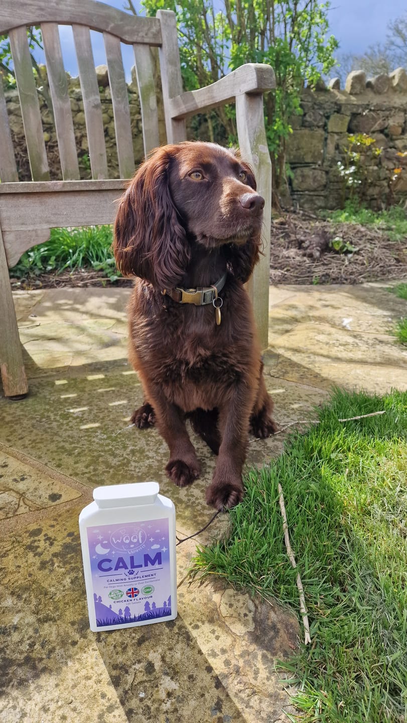 Customer photo review of Calming Soft Chews for Dogs - Helps Reduce Stress & Tension