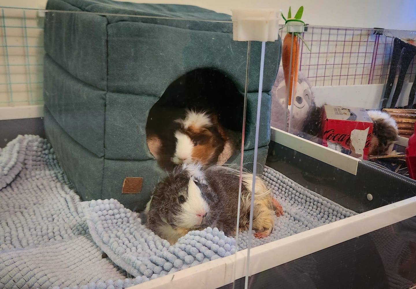 Customer photo review of Clear Panel Pack - Ozzy Cages