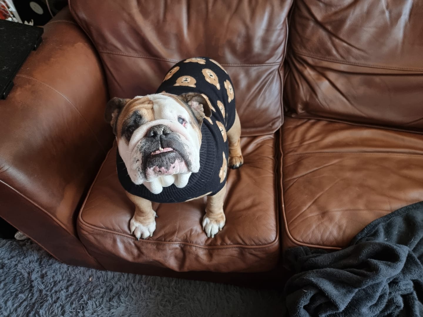 Customer photo review of Broken Teddy Bear Knit Dog Sweater - Black