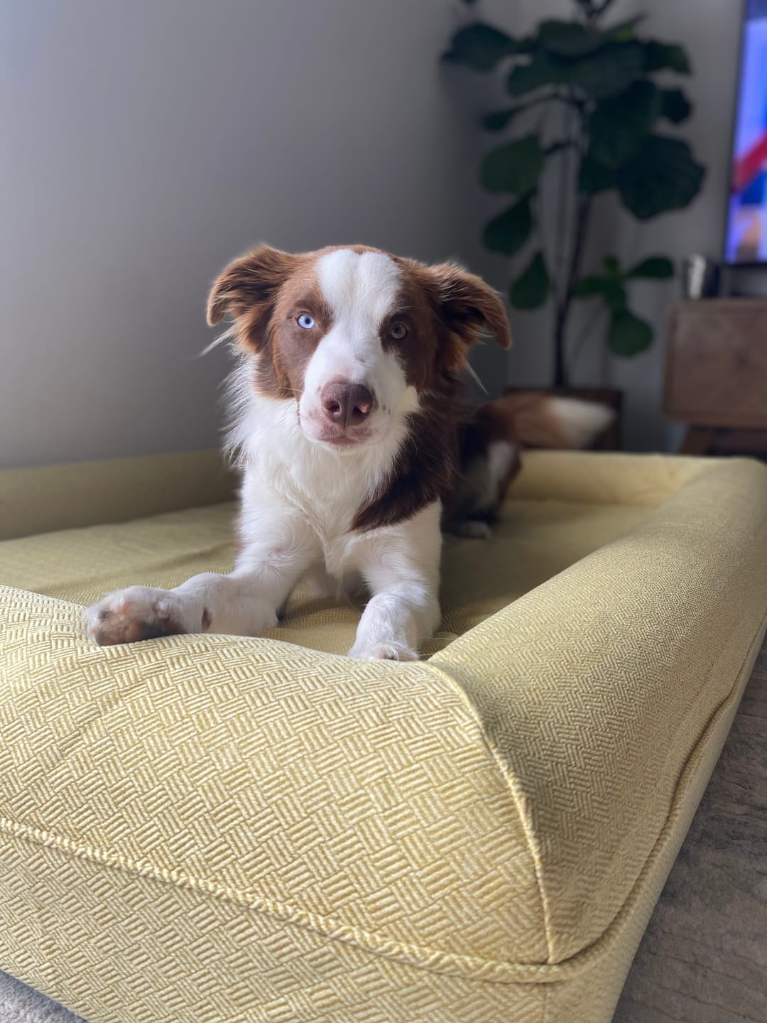 Customer photo review of Lux Cover for Kangaroo Bed