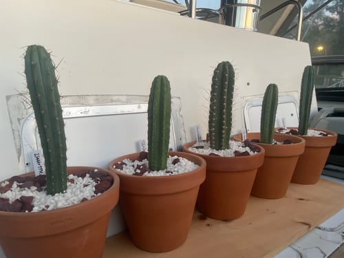 Customer photo review of Cactus Collector Variety Packs | Trichocereus Cactus Variety Packs