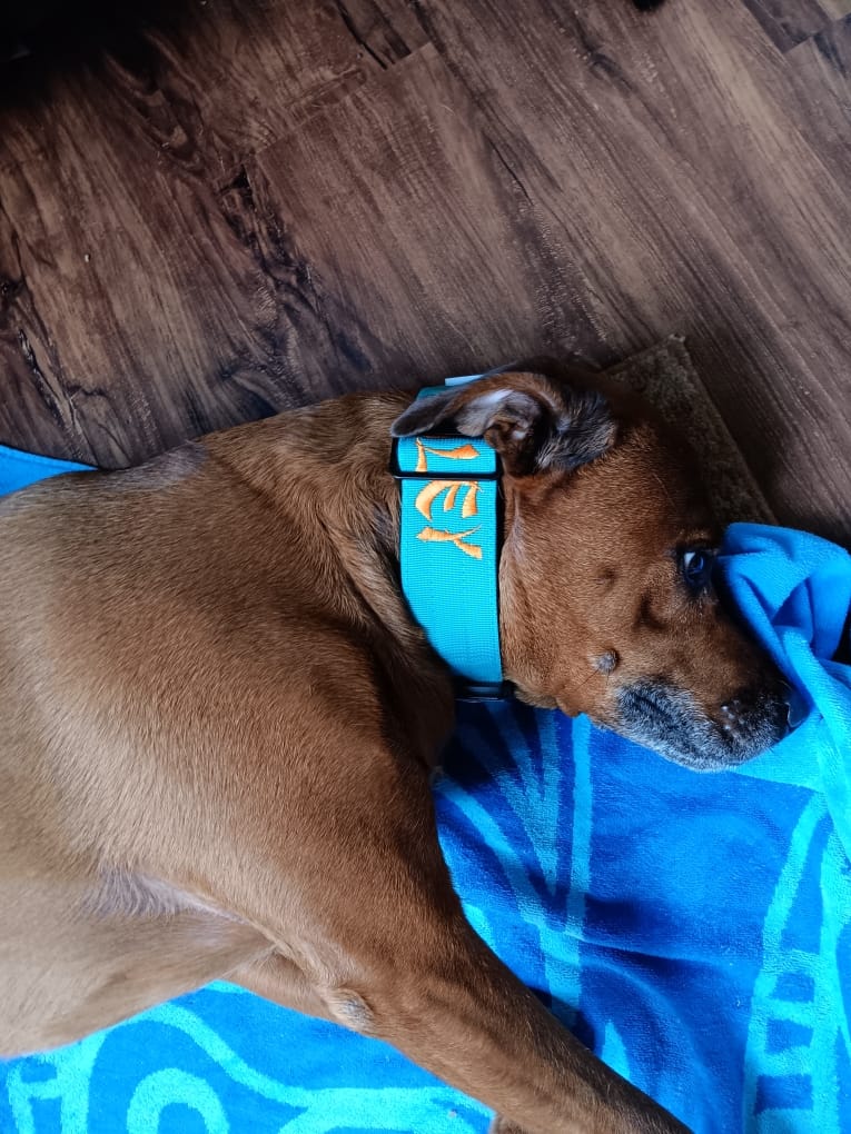 Customer photo review of 5cm Combat® Collar | With Handle & Rated Clip - Turquoise v2.0