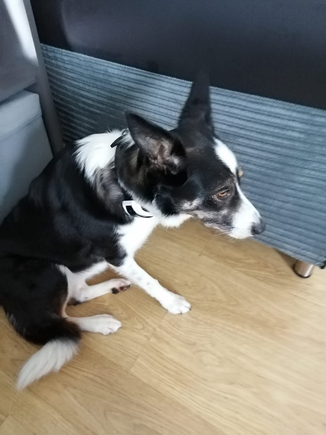 Customer photo review of Spare Collar for Wireless Dog Fence (KD661C)