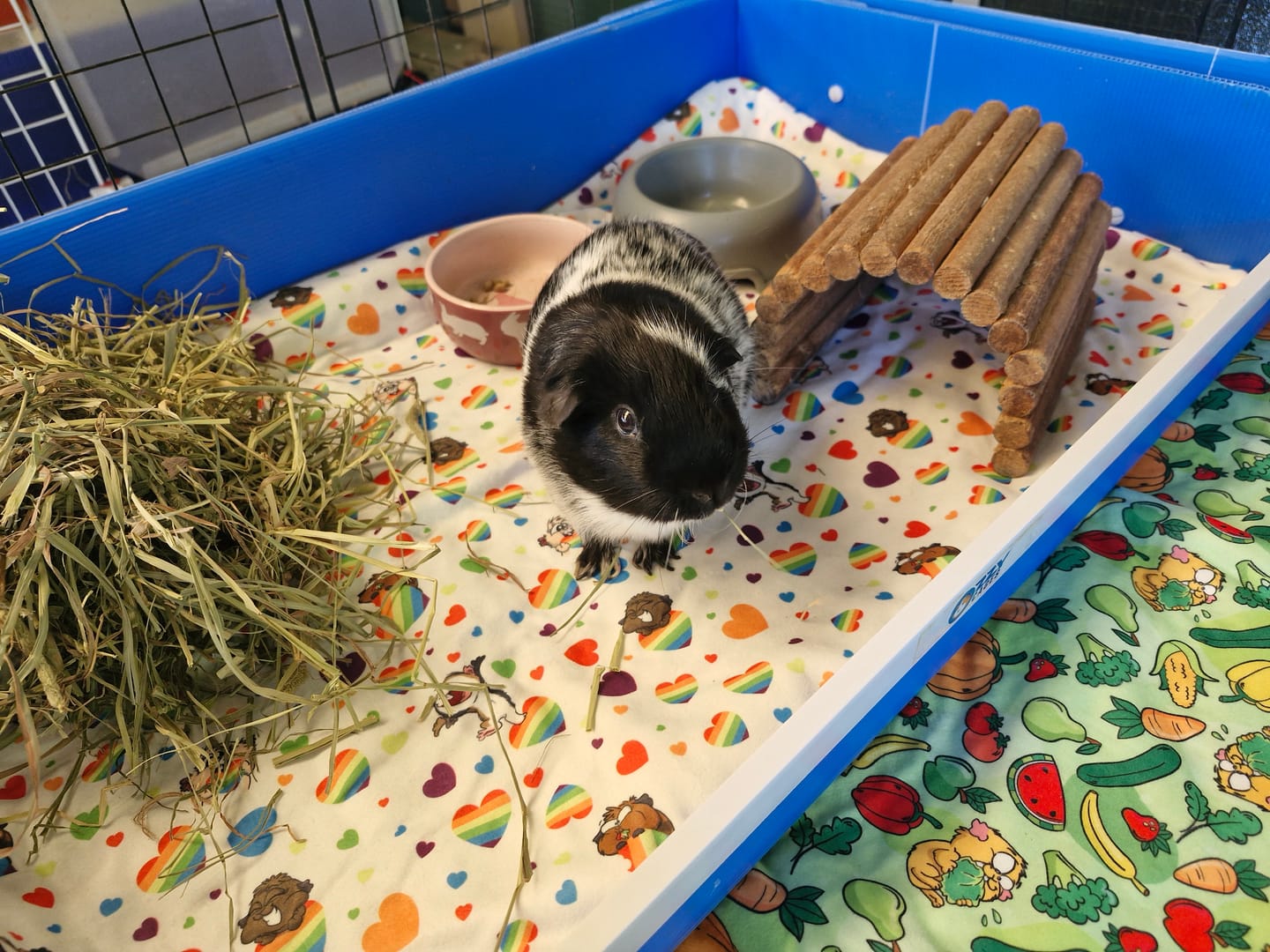 Customer photo review of Ozzy C&C Cage Kitchenette