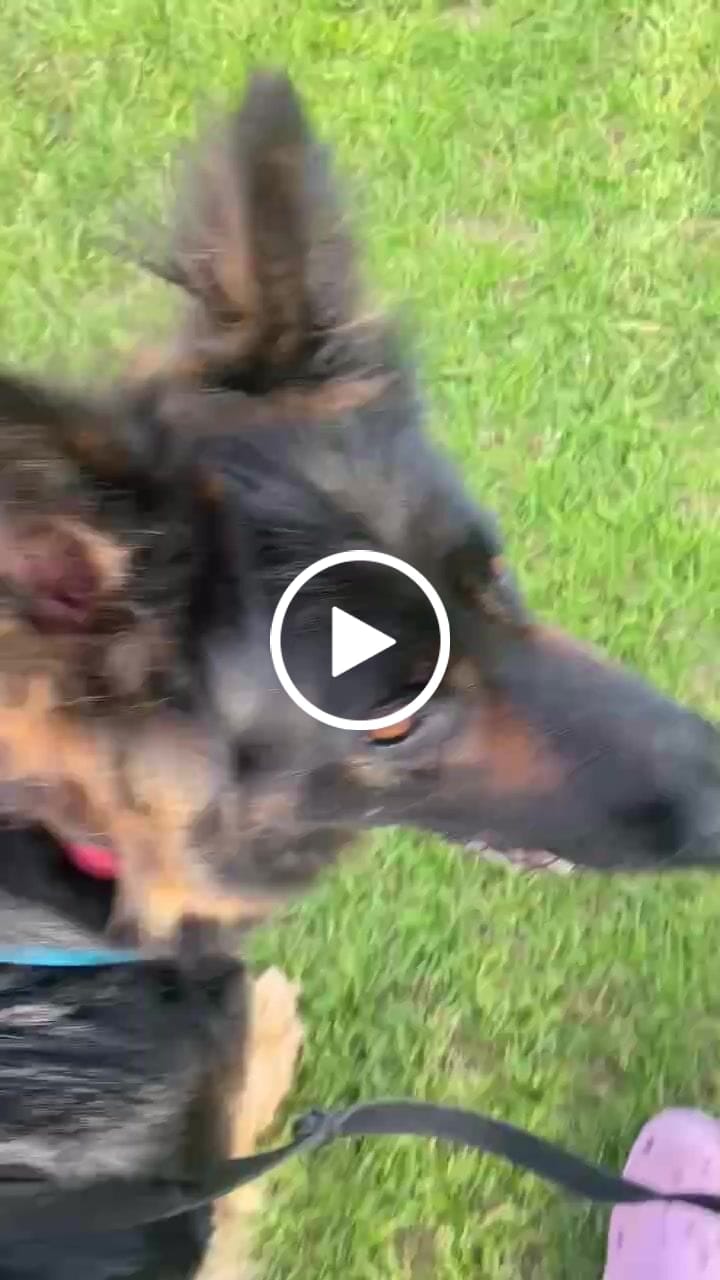 Customer video review of TRI-Harness® | Anti-Pull, Adjustable & Durable - Dog Trainers Choice -  Light Blue v2.0