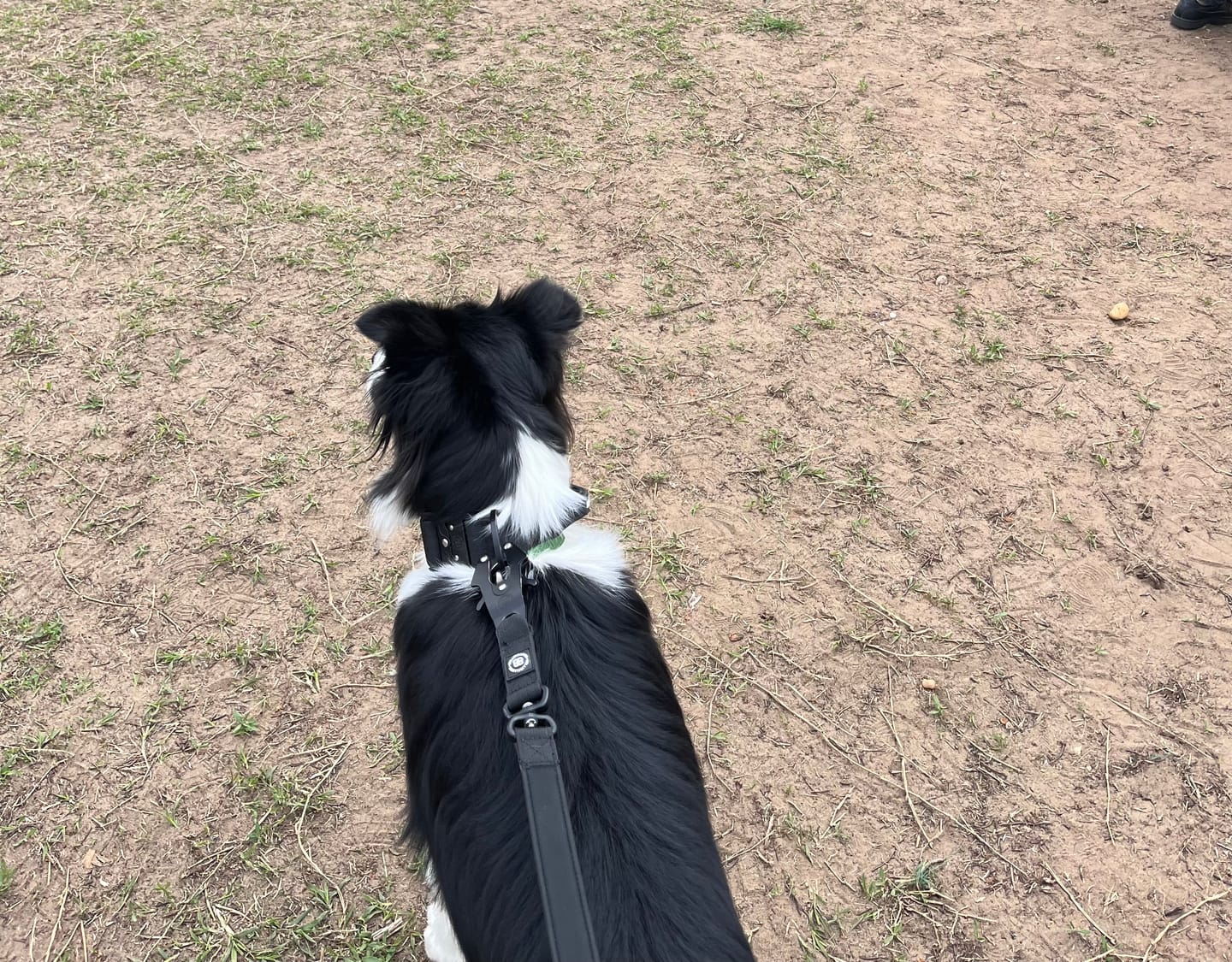 Customer photo review of 1.4m Swivel Combat Leash | Neoprene Lined, Secure Rated Clip with Soft Handle - Black