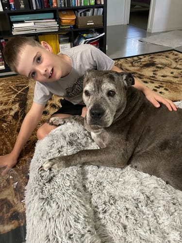 Customer photo review of PaWz Premium Pet Orthopaedic Bed
