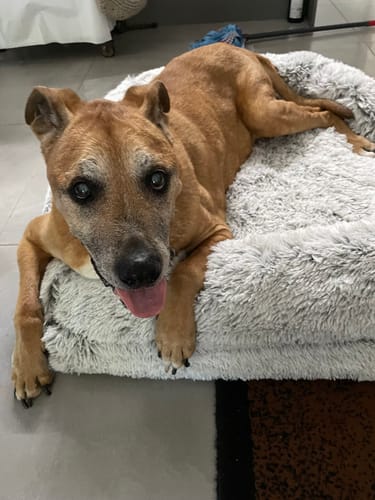 Customer photo review of PaWz Premium Pet Orthopaedic Bed