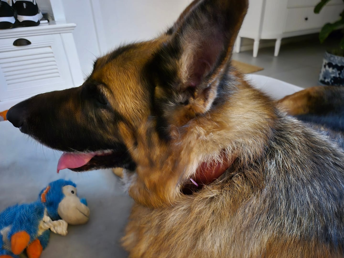 Customer photo review of BIG Dog Collar
