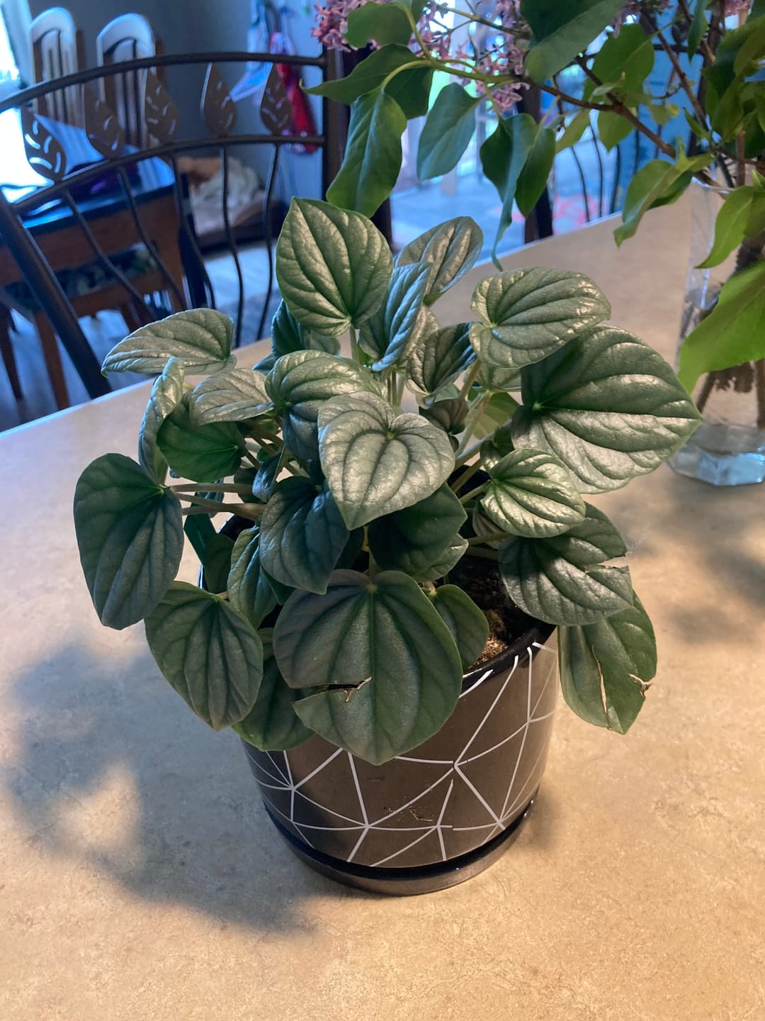 Customer photo review of Peperomia caperata 'Frost'