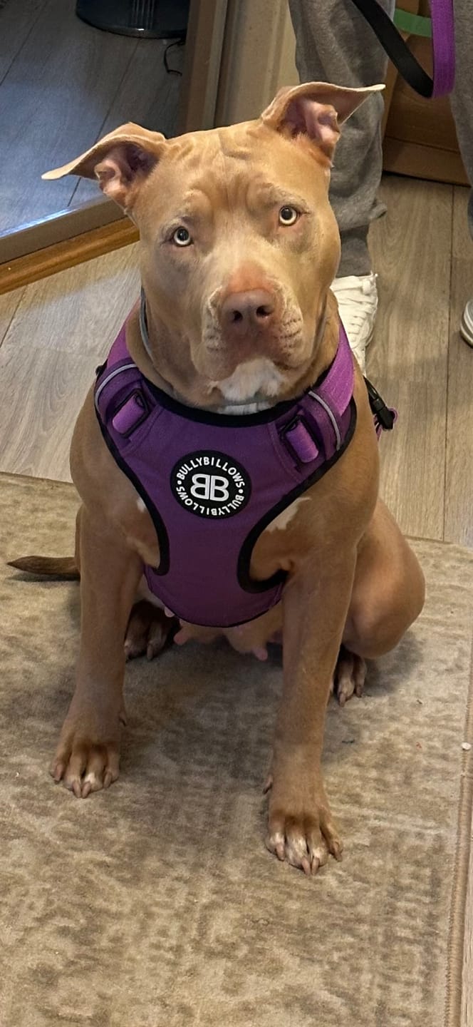 Customer photo review of Premium Comfort Harness | Non Restrictive & Adjustable - Purple