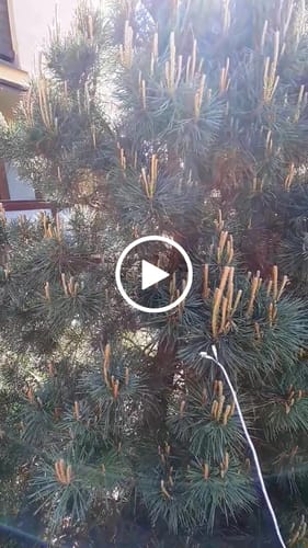 Customer video review of PlantWave