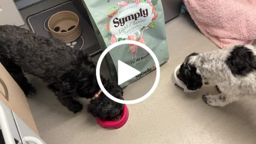 Customer video review of Symply Adult Light / Senior Dog Food