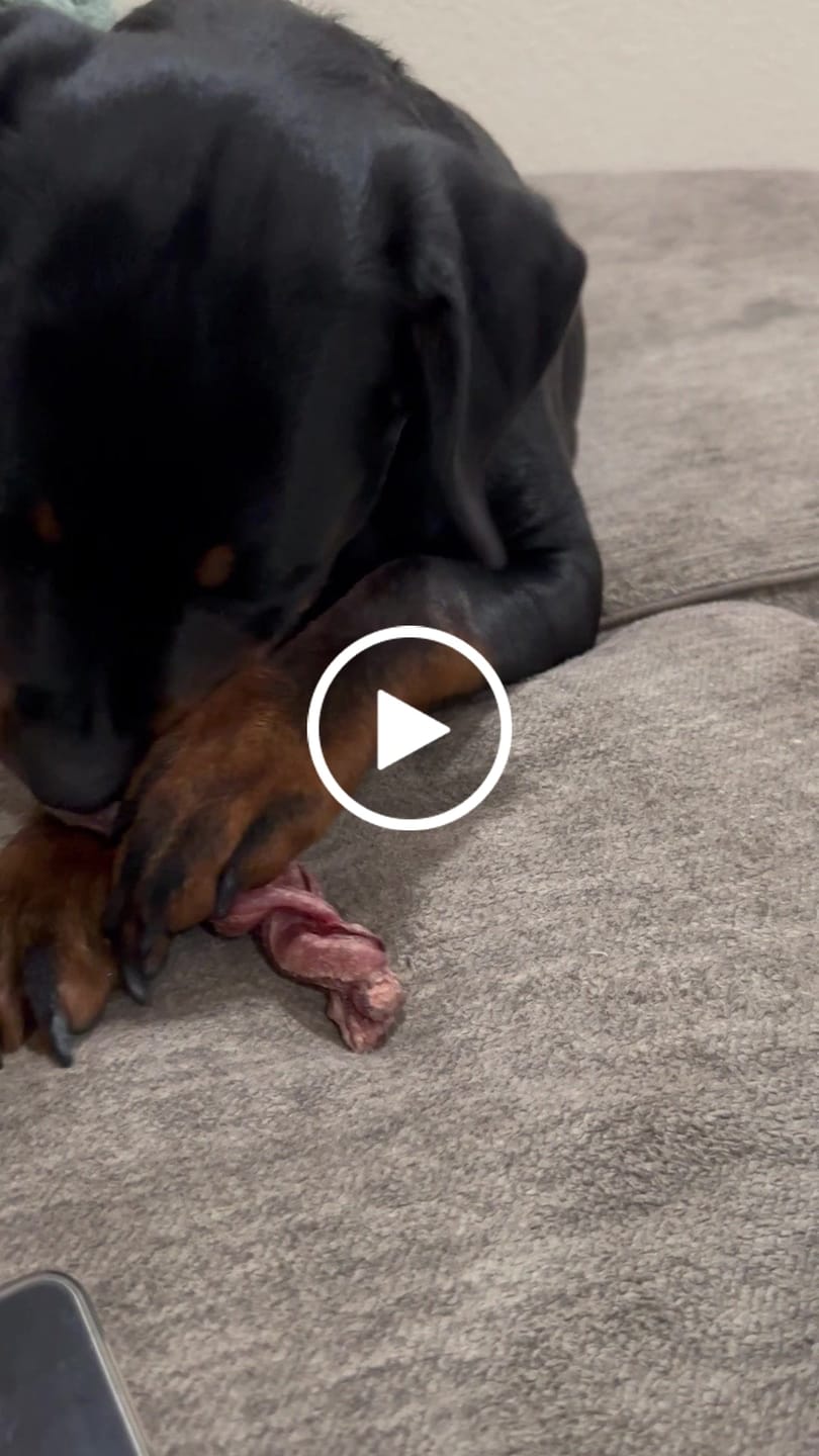 Customer video review of 6 Inch Jumbo Braided Bully Stick