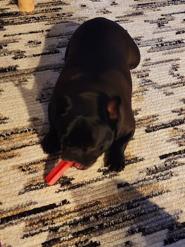 Customer photo review of MIX FLAVORED CHEWS ( A PACK OF 4 STICKS )