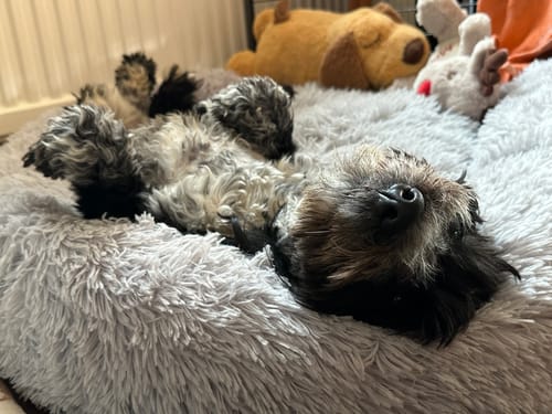 Customer photo review of Calming Donut Bed - Husky Grey
