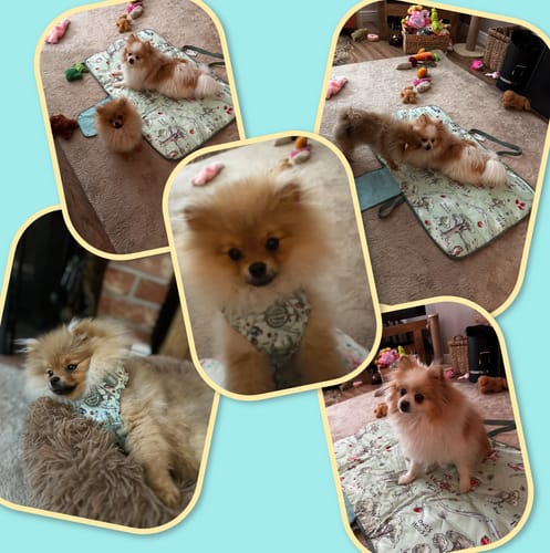 Customer photo review of Treat + Go Bag - 100 Aker Wood