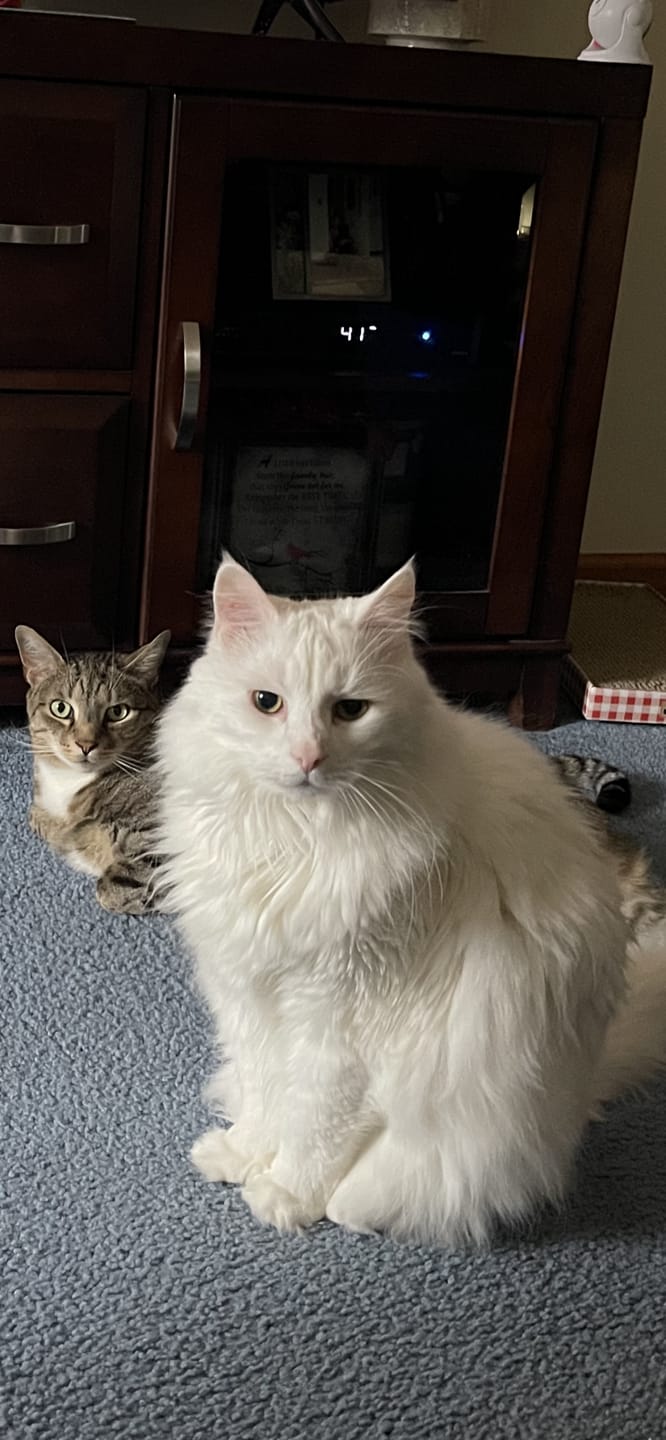 Customer photo review of Natural Cat Laxative & Constipation Treatment