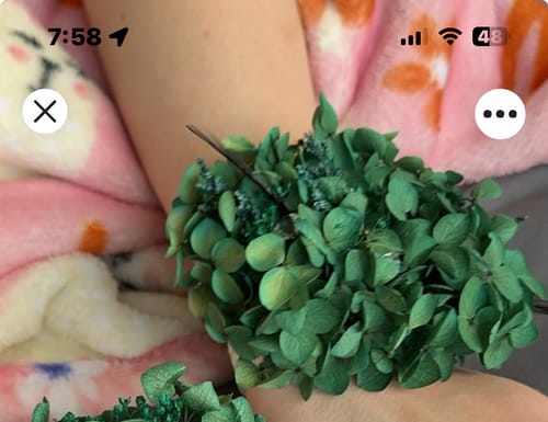 Customer photo review of Bulk Preserved Large Hydrangea for Crafts Flowers Arrangements Wholesale