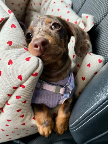 Customer photo review of Trasportino Little Love Heart