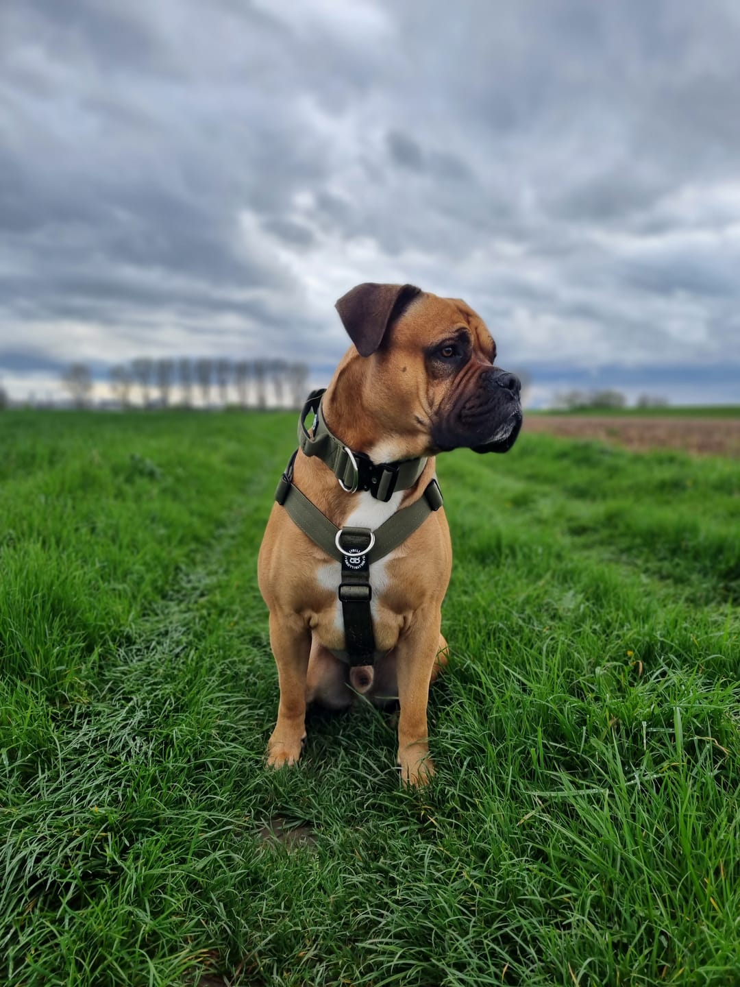 Customer photo review of TRI-Harness® | Anti-Pull, Adjustable & Durable - Dog Trainers Choice -  Khaki v2.0