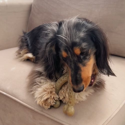 Customer photo review of Nylon-Woodfilled Chew Toys - USA Made