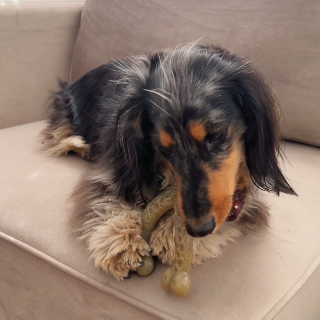 Customer photo review of Nylon-Woodfilled Chew Toys - USA Made