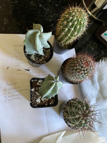 Customer photo review of Cactus Variety - 5 Pack