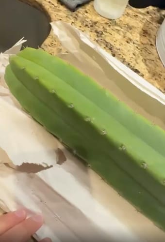 Customer photo review of San Pedro Cactus Cuttings | Echinopsis (Trichocereus) pachanoi Cuttings