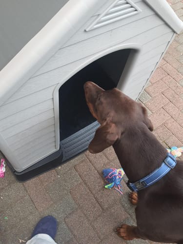 Customer photo review of Dog House