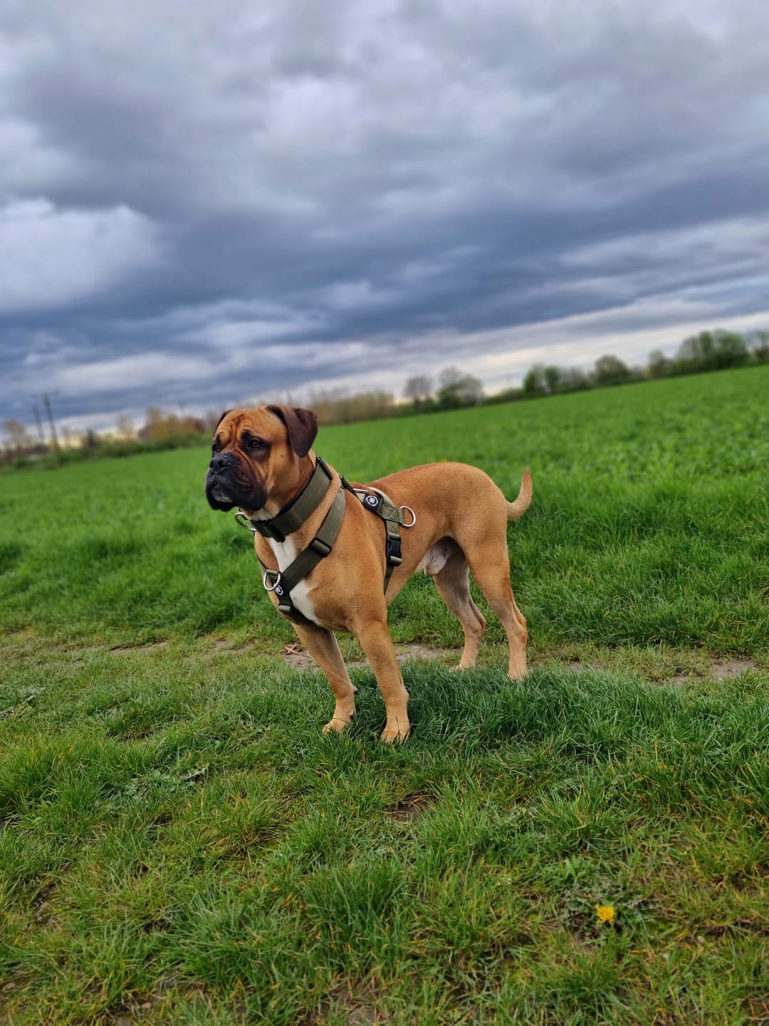 Customer photo review of 5cm Combat® Collar | With Handle & Rated Clip - Khaki v2.0