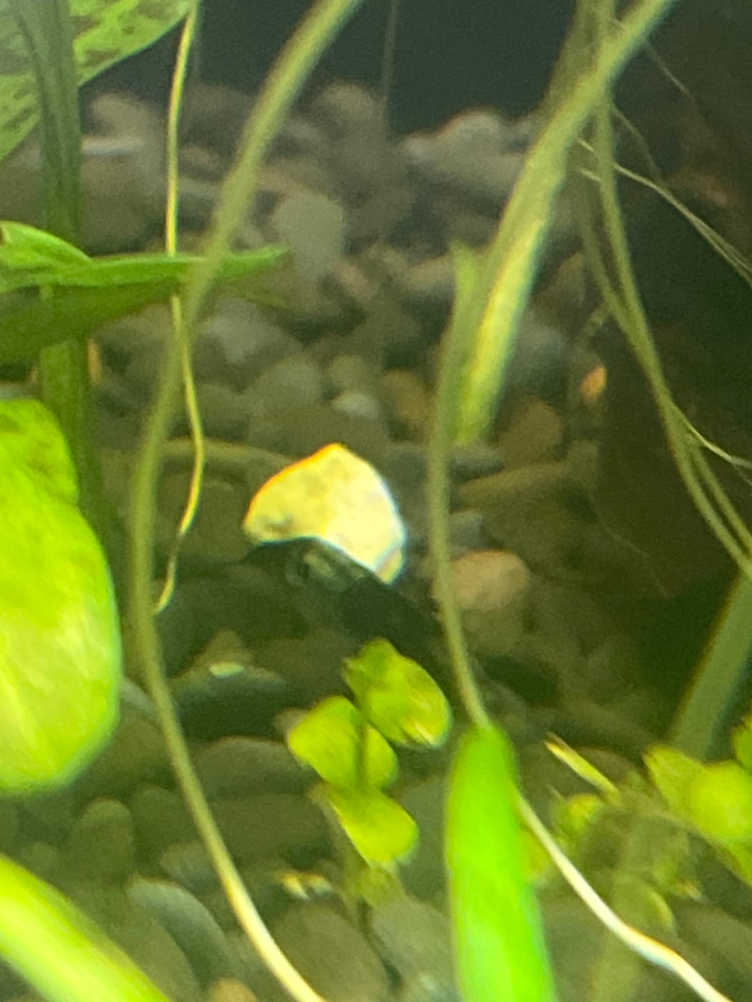 Customer photo review of Carbon Rili Shrimp