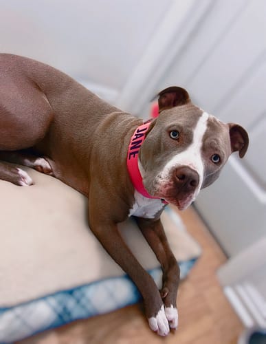 Customer photo review of Pink Bully Proof Collar