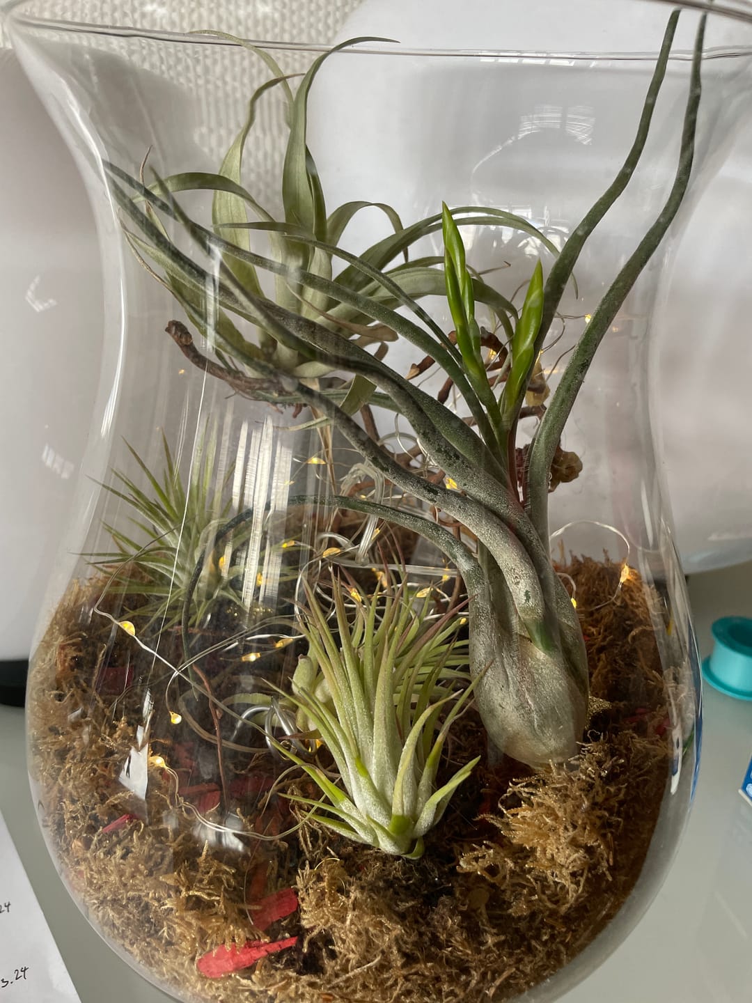 Customer photo review of Tillandsia caput medusae