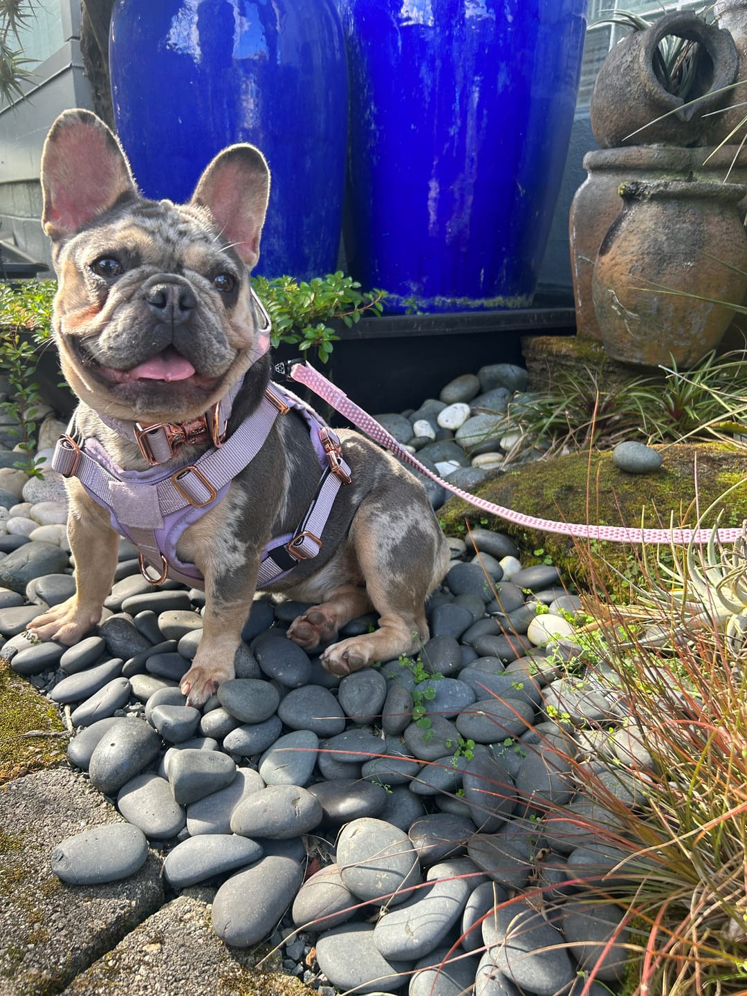 Customer photo review of 1.5" Tacti Dog Collar Slim Luxe - Rose Gold - Sofia