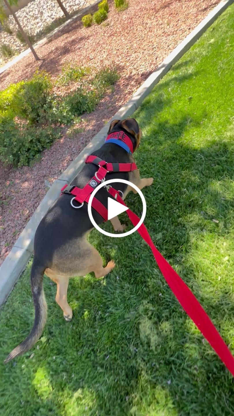 Customer video review of 5cm Combat® Collar | With Handle & Rated Clip - Red v2.0