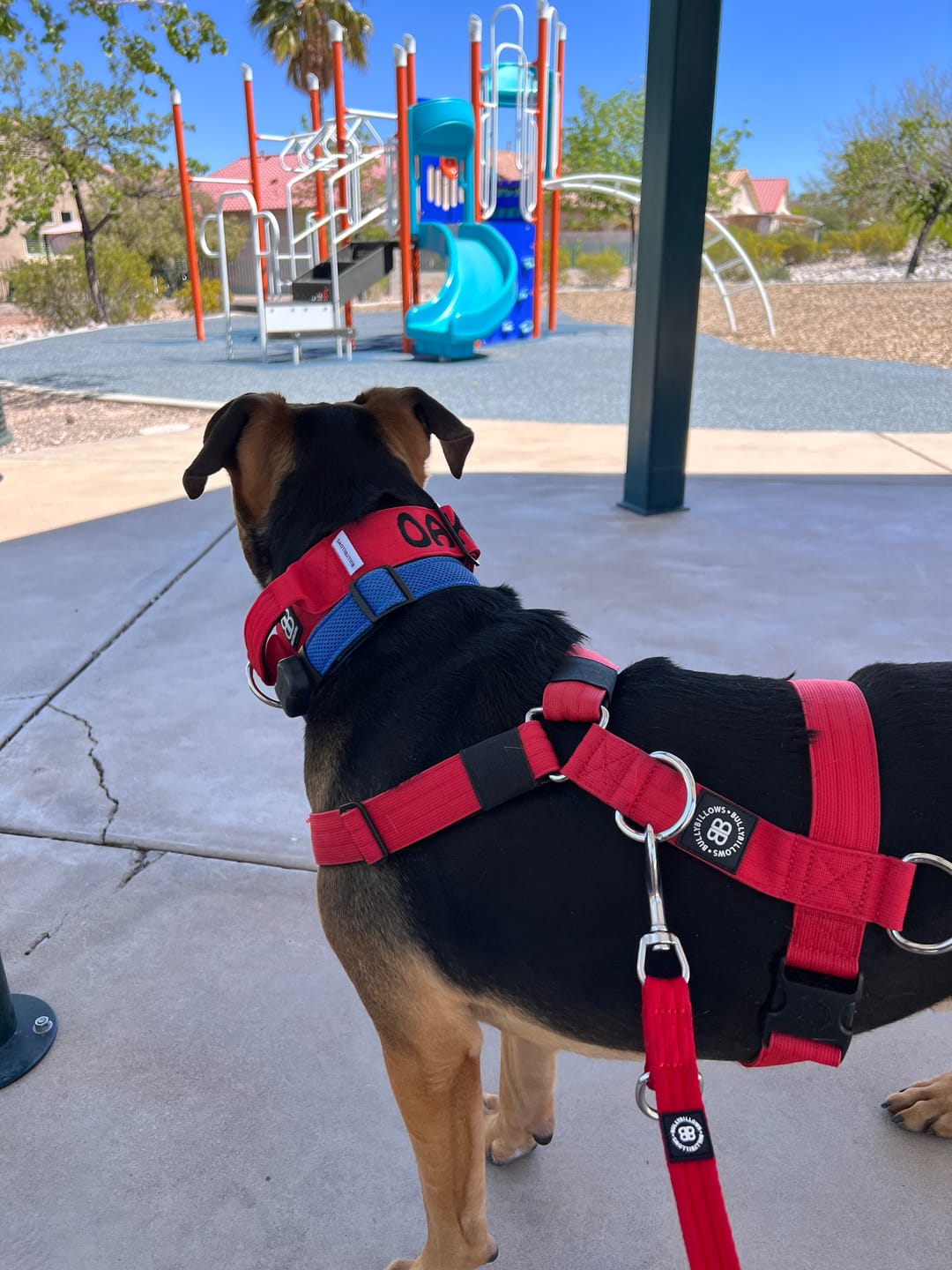 Customer photo review of TRI-Harness® | Anti-Pull, Adjustable & Durable - Dog Trainers Choice - Red v2.0