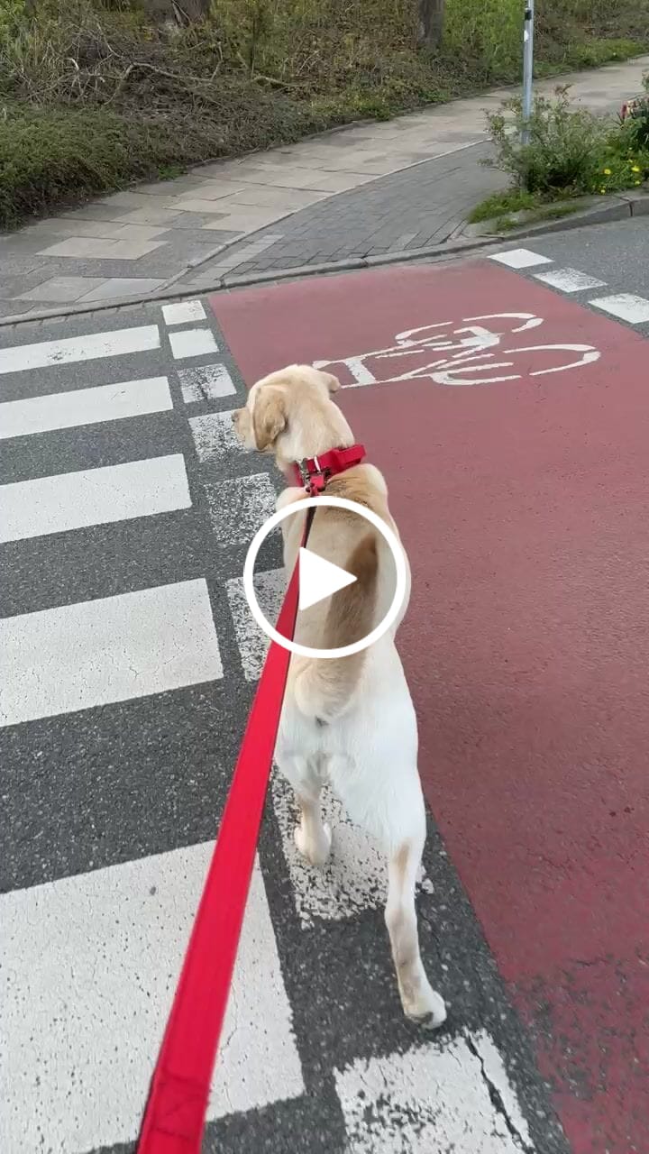 Customer video review of 1.4m Swivel Combat Leash | Neoprene Lined, Secure Rated Clip with Soft Handle - Red