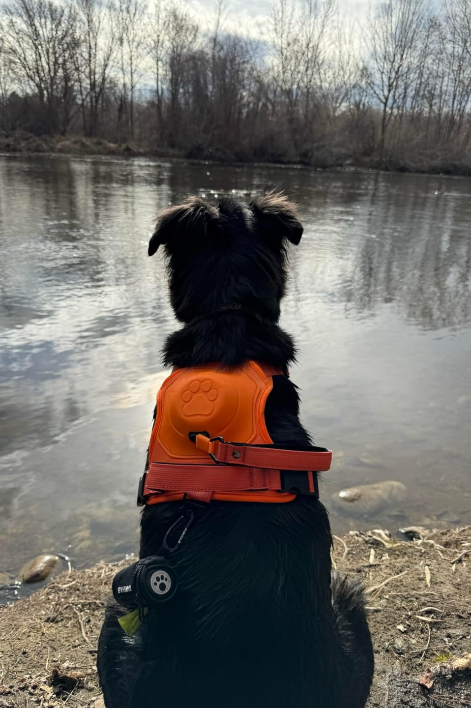 Customer photo review of DoggyKings™ 3 in 1 Dog Harness with Built-In Leash