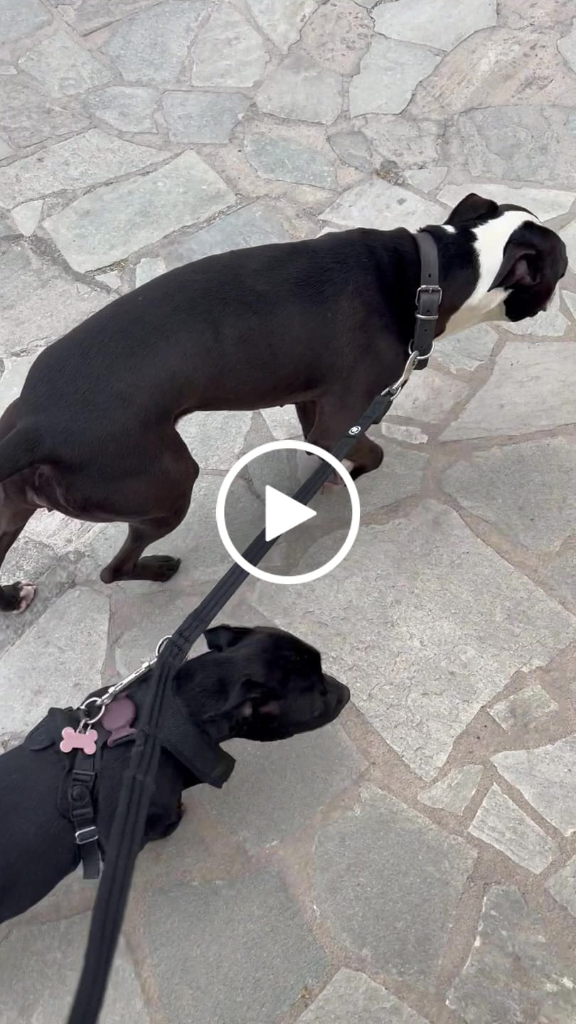 Customer video review of Double Ended Training Leash | All Breeds - Durable & Soft 2m Leash - Black