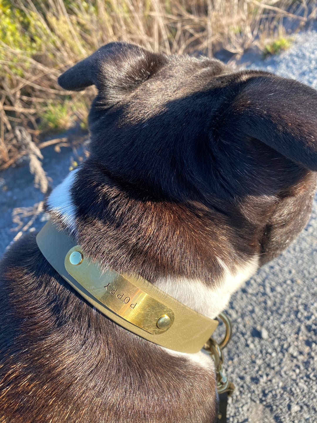 Customer photo review of Classic Buckle Collar - Waterproof BioThane® Custom Dog Collar