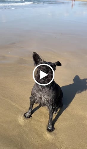 Customer video review of ONTAP - Black Edition