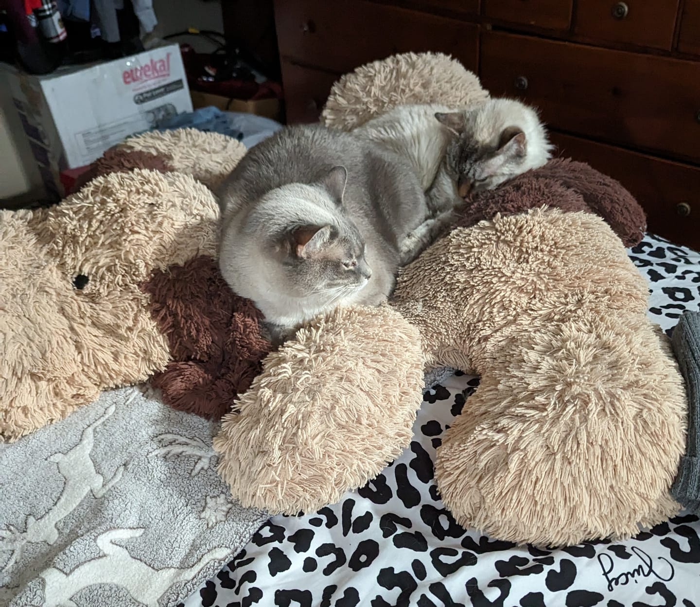 Customer photo review of Ear Infection & Itch Relief Treatment for Dogs and Cats