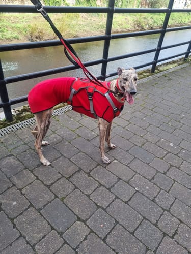 Customer photo review of Fleece Sighthound Base-Layer Coat with Underbelly and Snood
